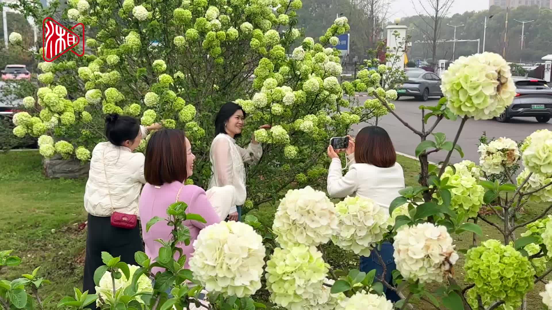 “醉”美绣球花儿开