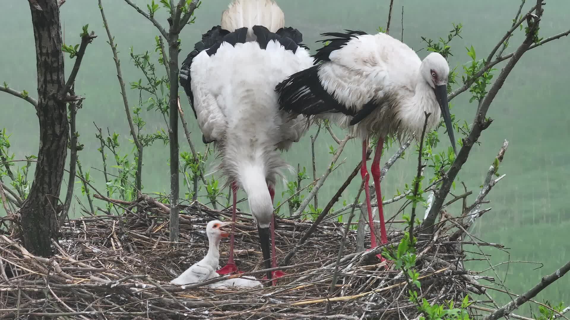 连续三年安家！“鸟中大熊猫”东方白鹳再添新宝