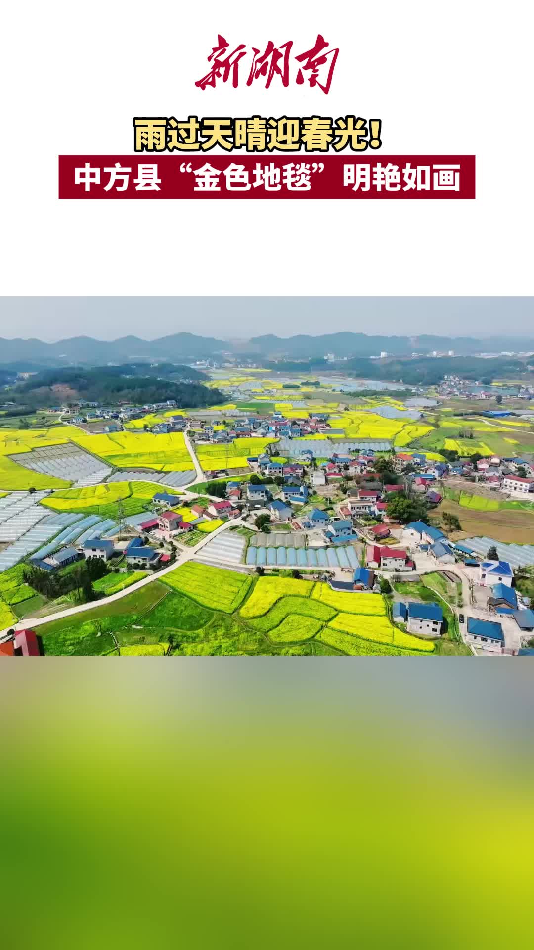 雨过天晴迎春光！中方县下坪村“金色地毯”明艳如画