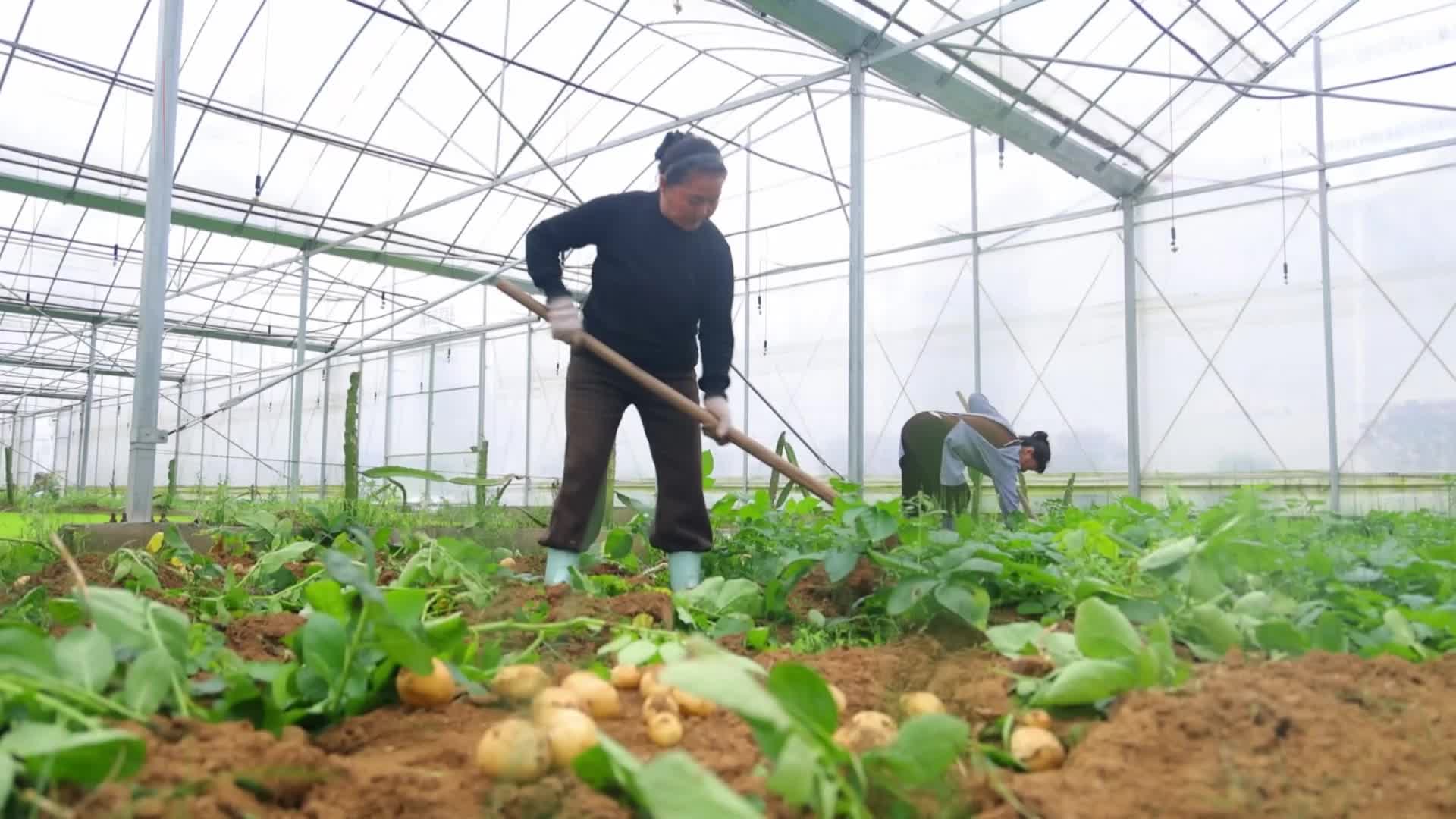 “育秧+蔬菜”大棚轮作增收