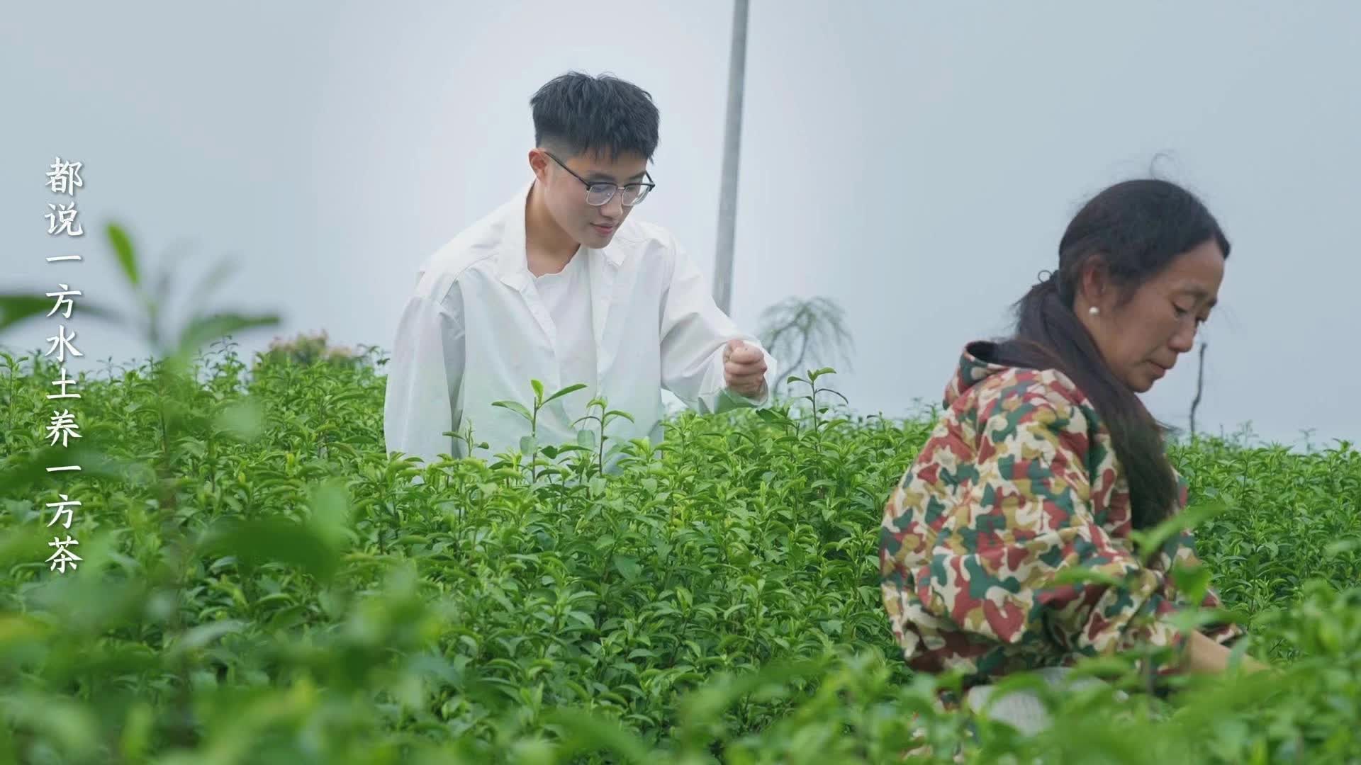 视频｜一叶洞庭春，品味八百里