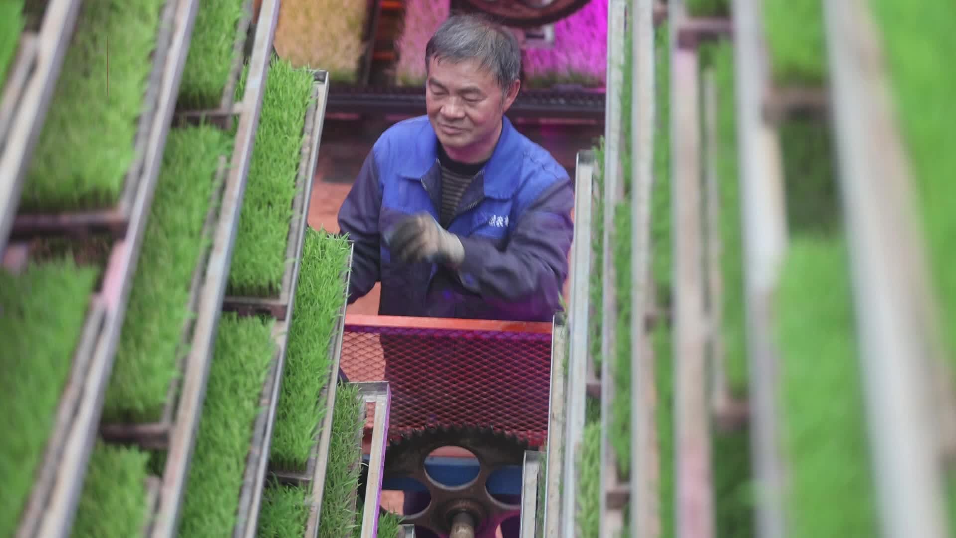 长沙春华：智能育秧抢农时 科技赋能守粮仓