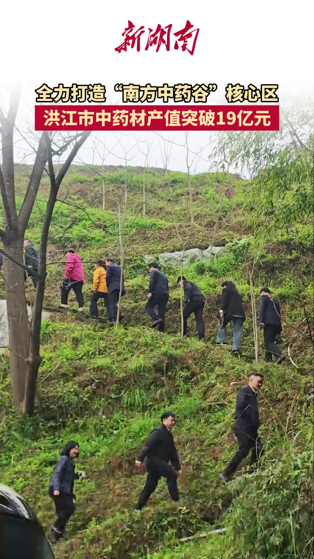 全力打造“南方中药谷”核心区 洪江市中药材产值突破19亿元