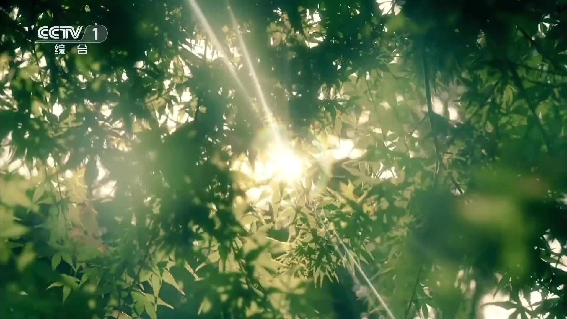 公益广告 | 森林草原防火，人人尽责