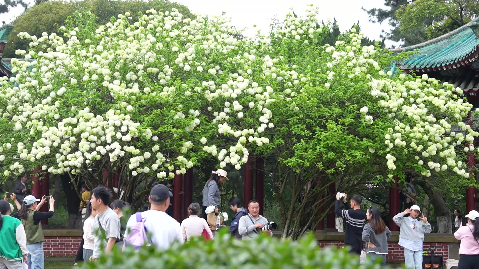 绣球花开!解锁春日浪漫打卡胜地