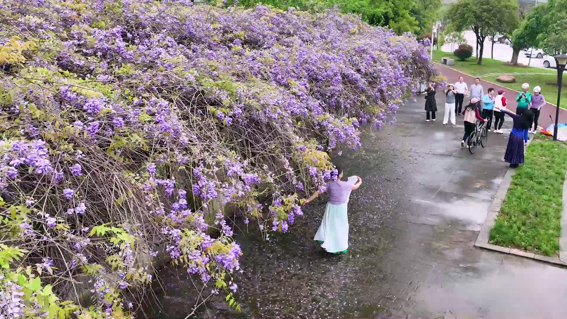 花开正盛!春日紫韵醉游人