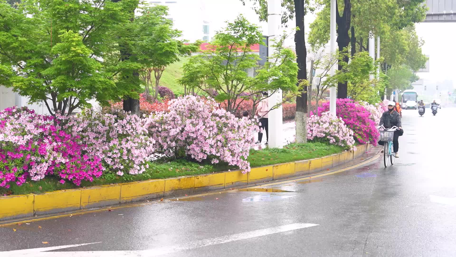 漫步杜鹃路,赴一场春日花海之约