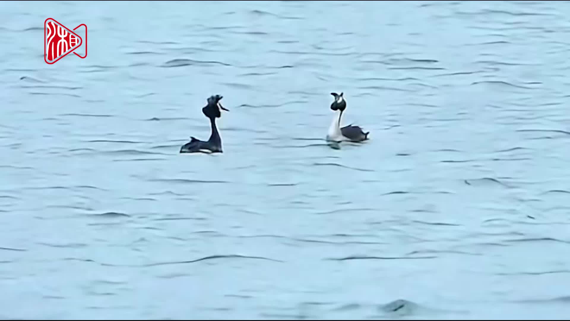 凤头鸊鷉松雅湖“斗舞”