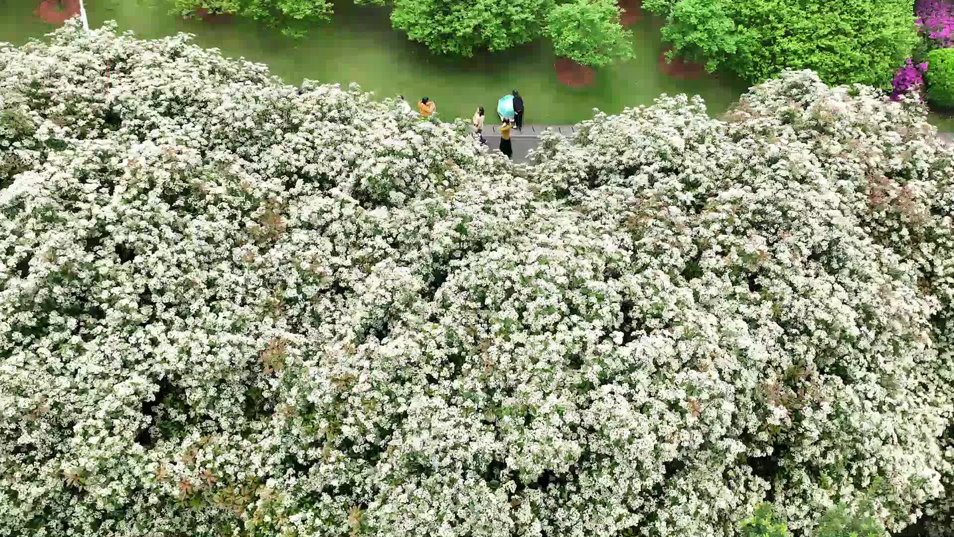 满树雪白！长沙这里的石楠花上线