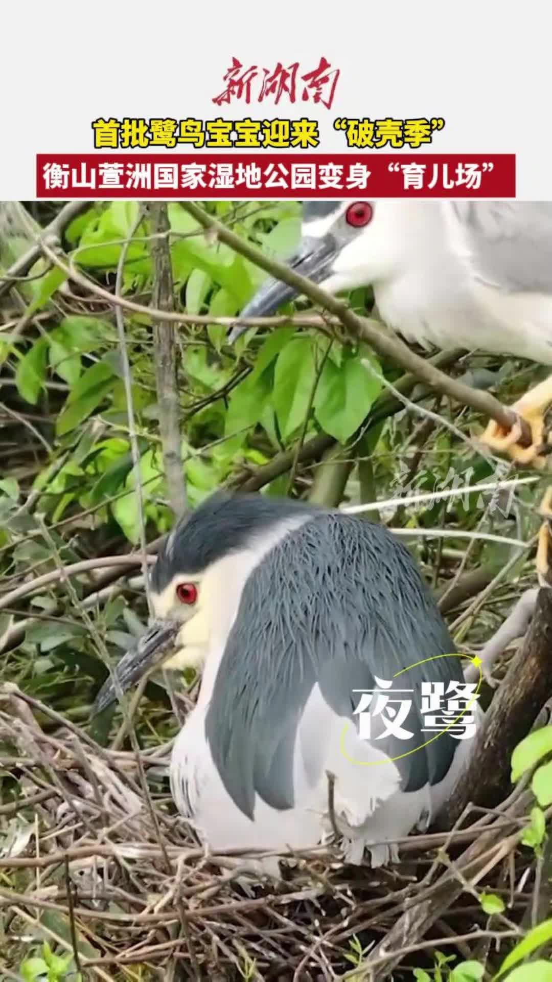 萱洲湿地公园成鹭鸟大型“育儿场”