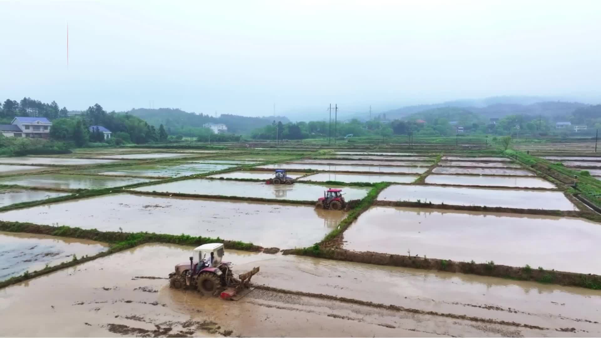 茶陵县17.46万亩早稻插秧全面铺开