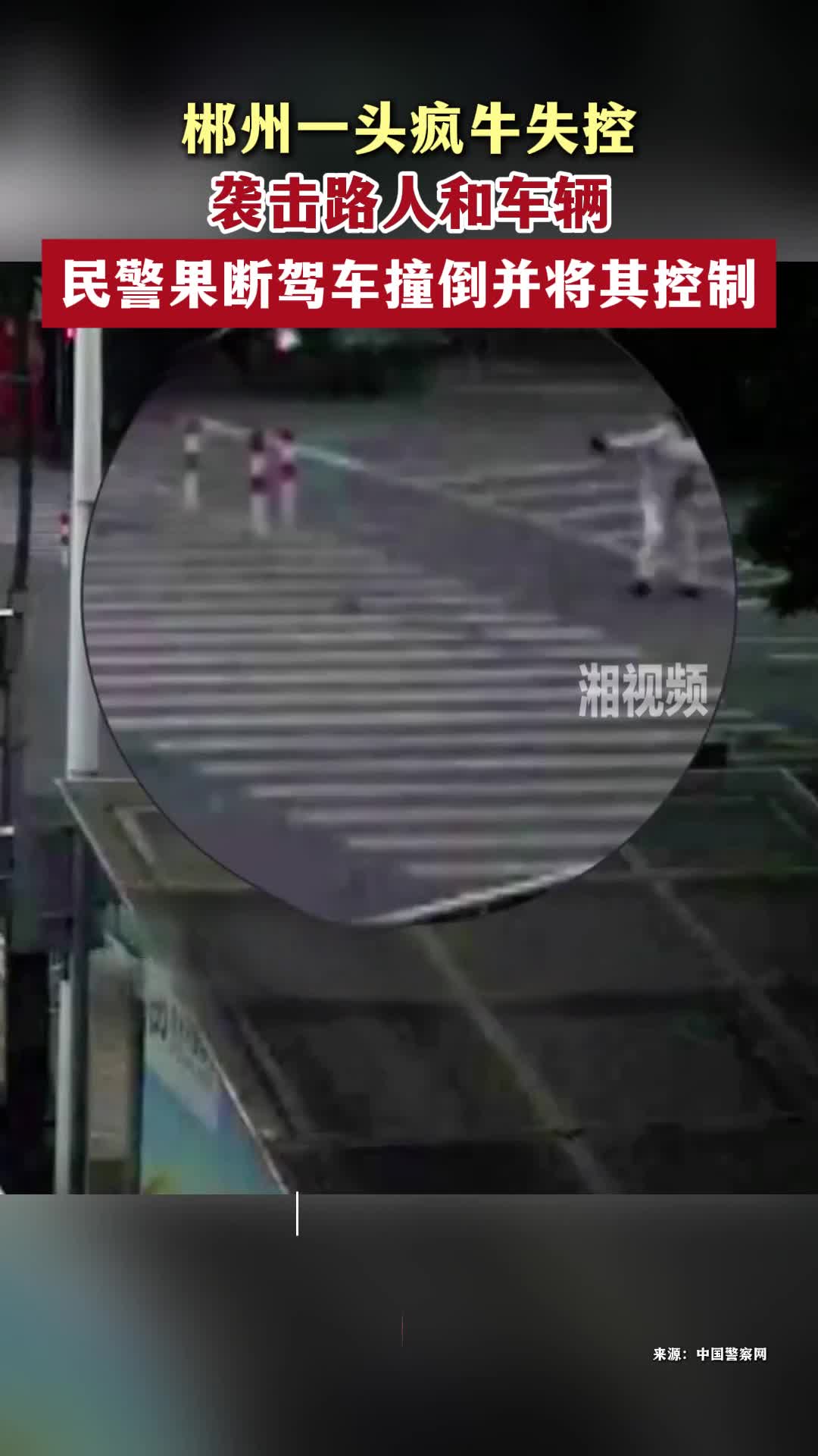 郴州一头疯牛失控袭击路人和车辆