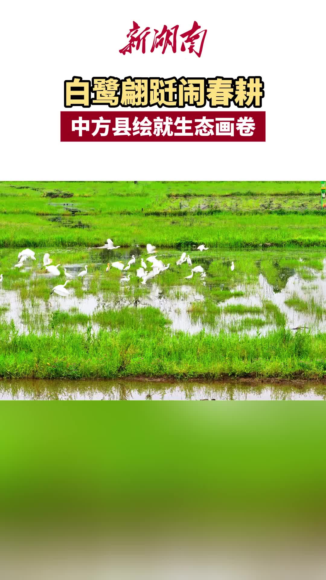 白鹭翩跹闹春耕 中方县绘就生态画卷