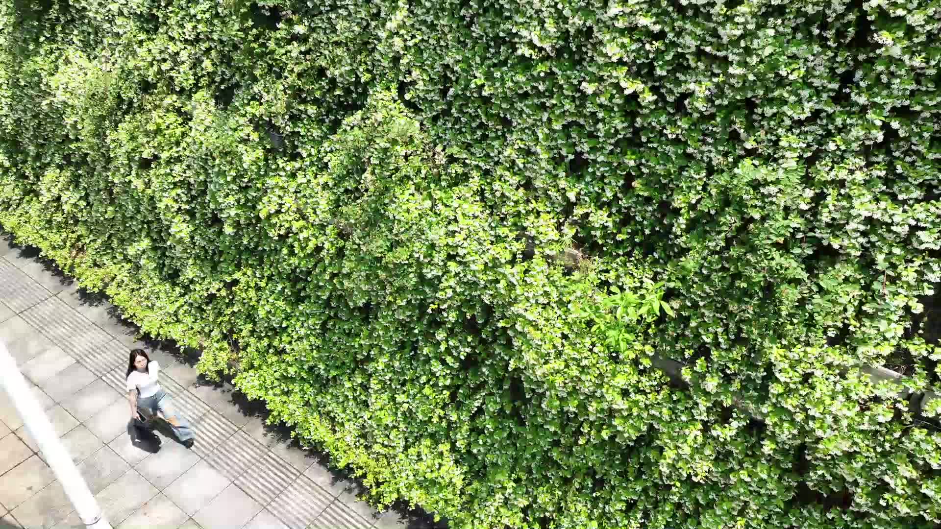 风车茉莉盛放！扮靓长沙城市街巷