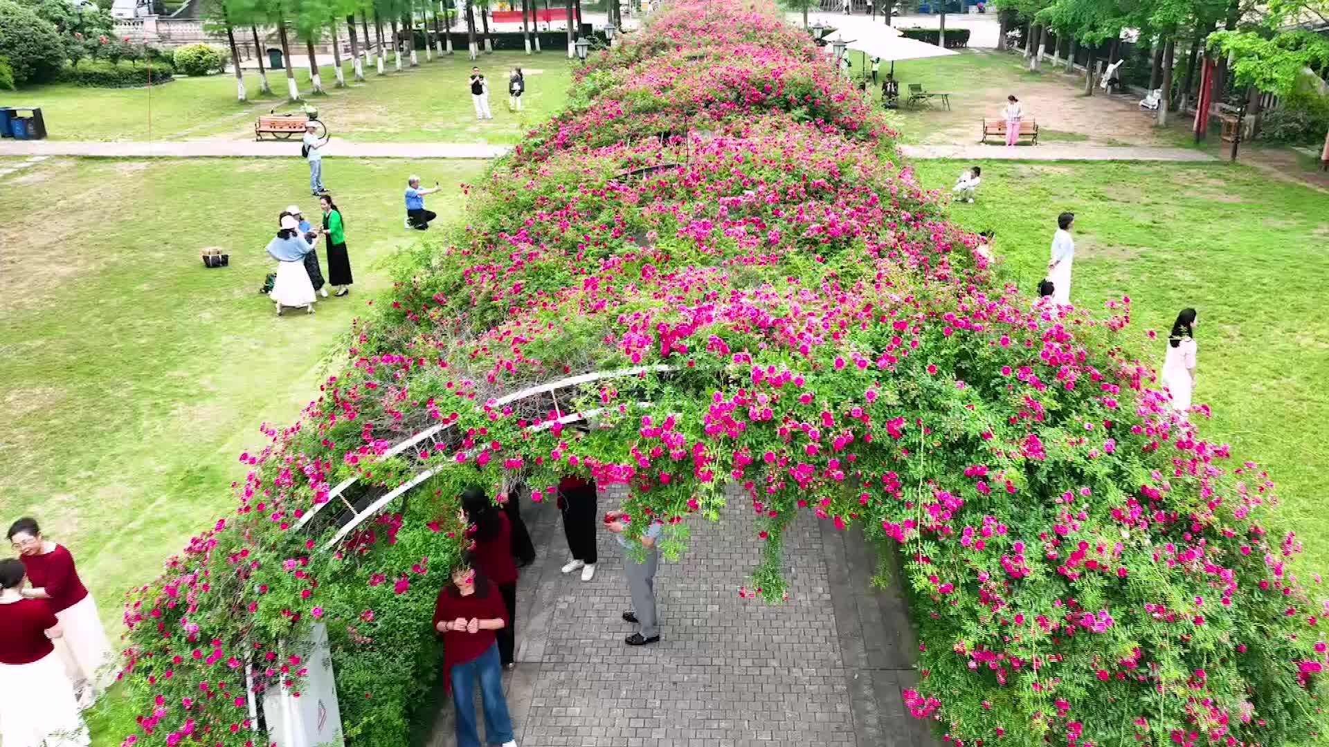 蔷薇花开！解锁都市中的浪漫秘境