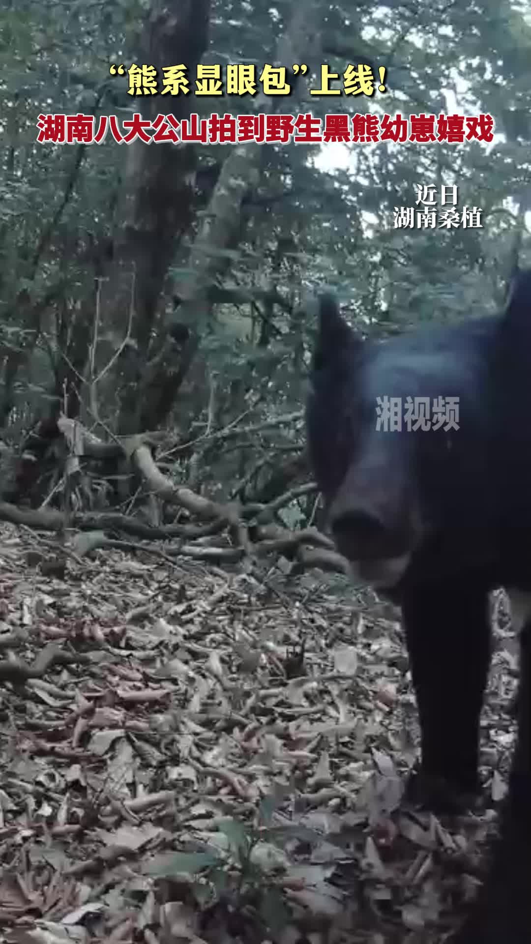 湖南八大公山拍到野生黑熊幼崽嬉戏