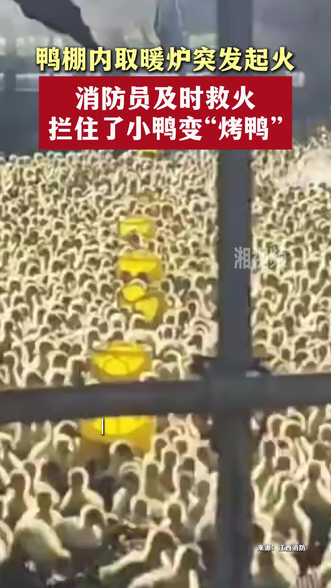 鸭棚内取暖炉突发起火，消防员及时救火拦住了小鸭变“烤鸭”
