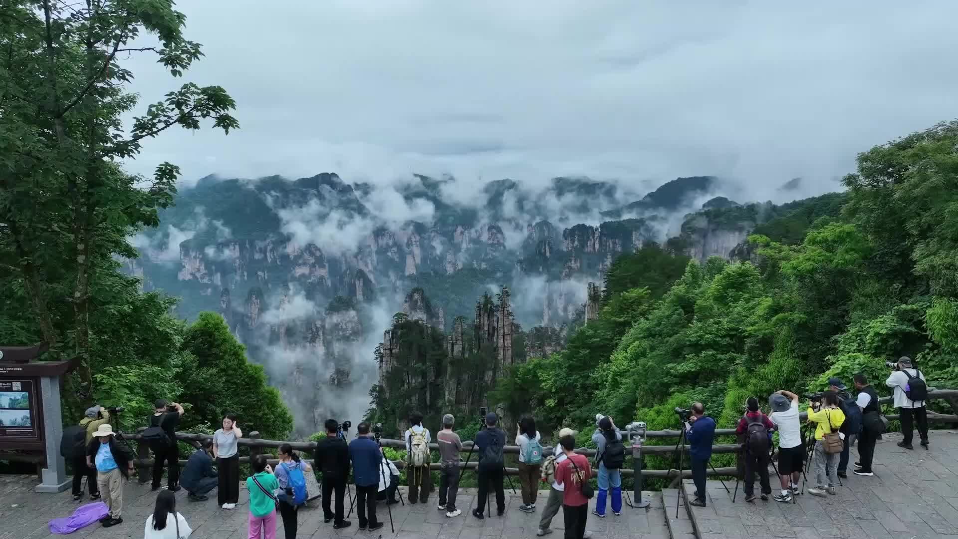 张家界武陵源云雾翻涌 峰林藏翠