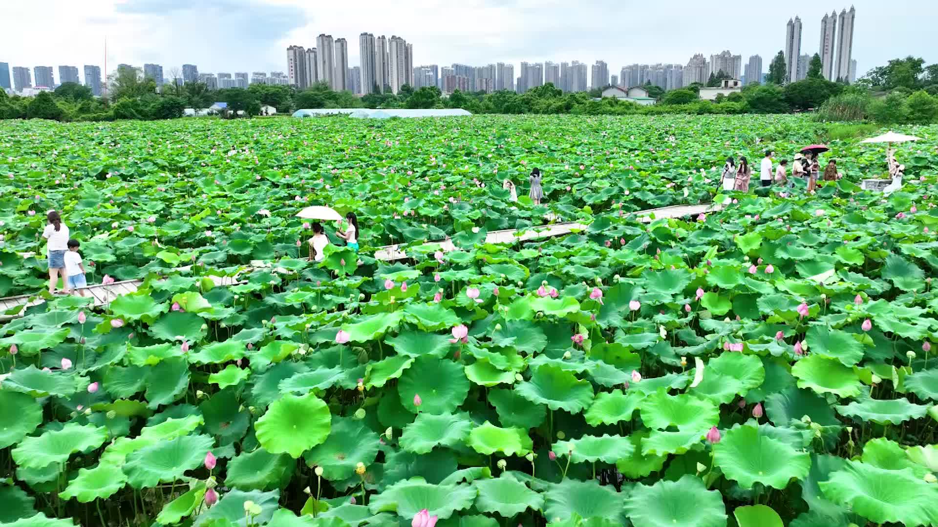 太美啦！长沙这片荷花农场成打卡胜地