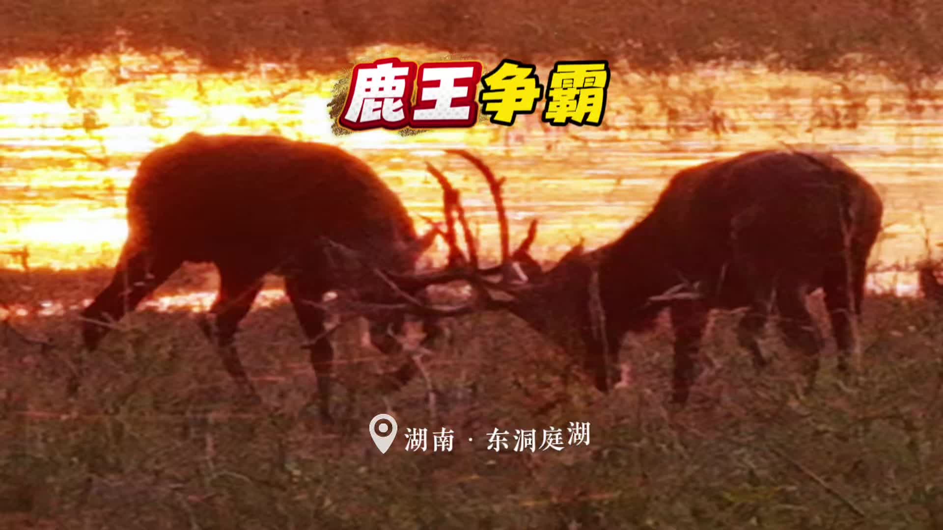 视频｜鹿王争霸正酣！夏日洞庭湖，到底有多野？