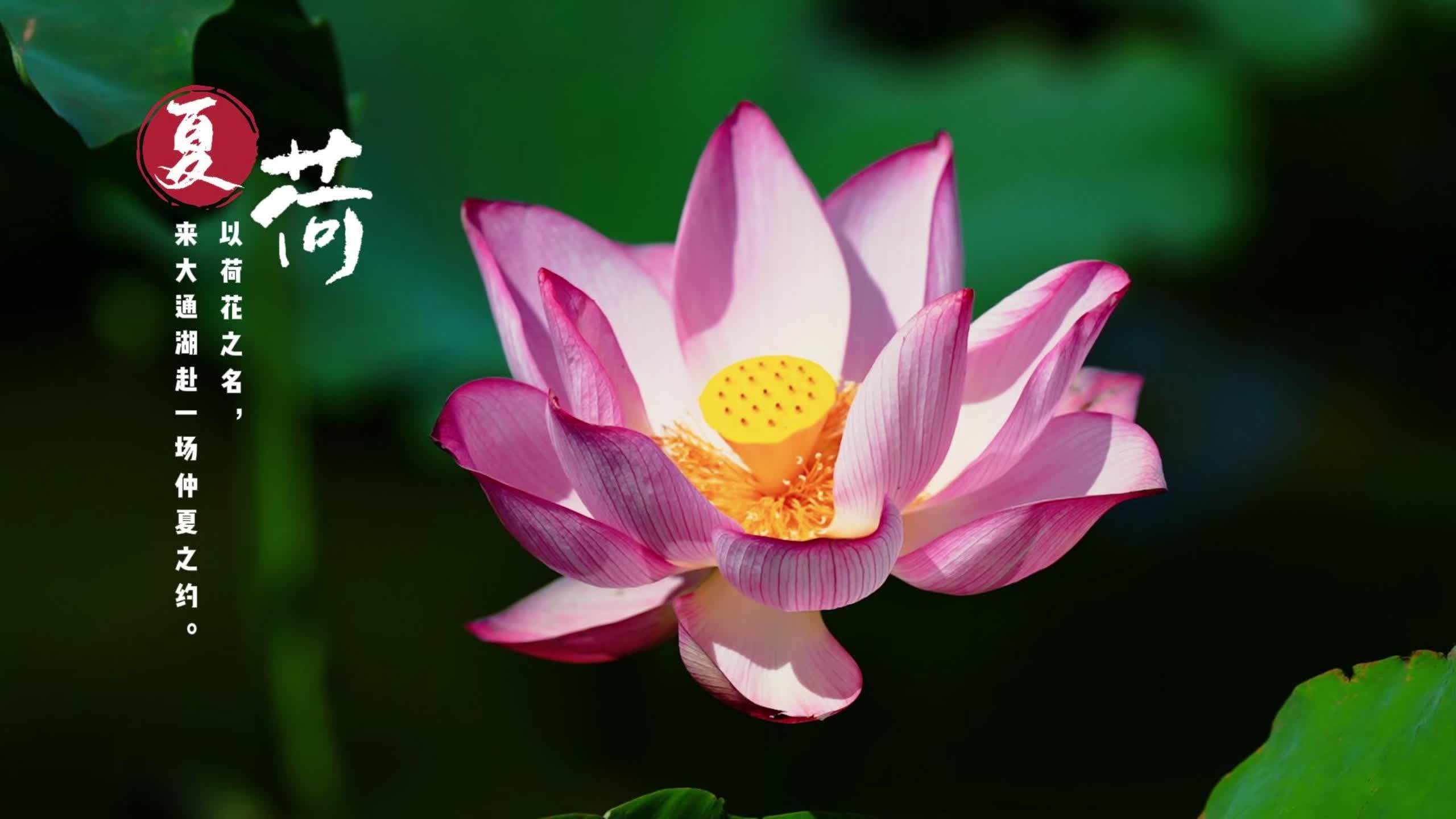 大通湖区｜万亩荷塘进入年度最后观赏期，错过等一年！