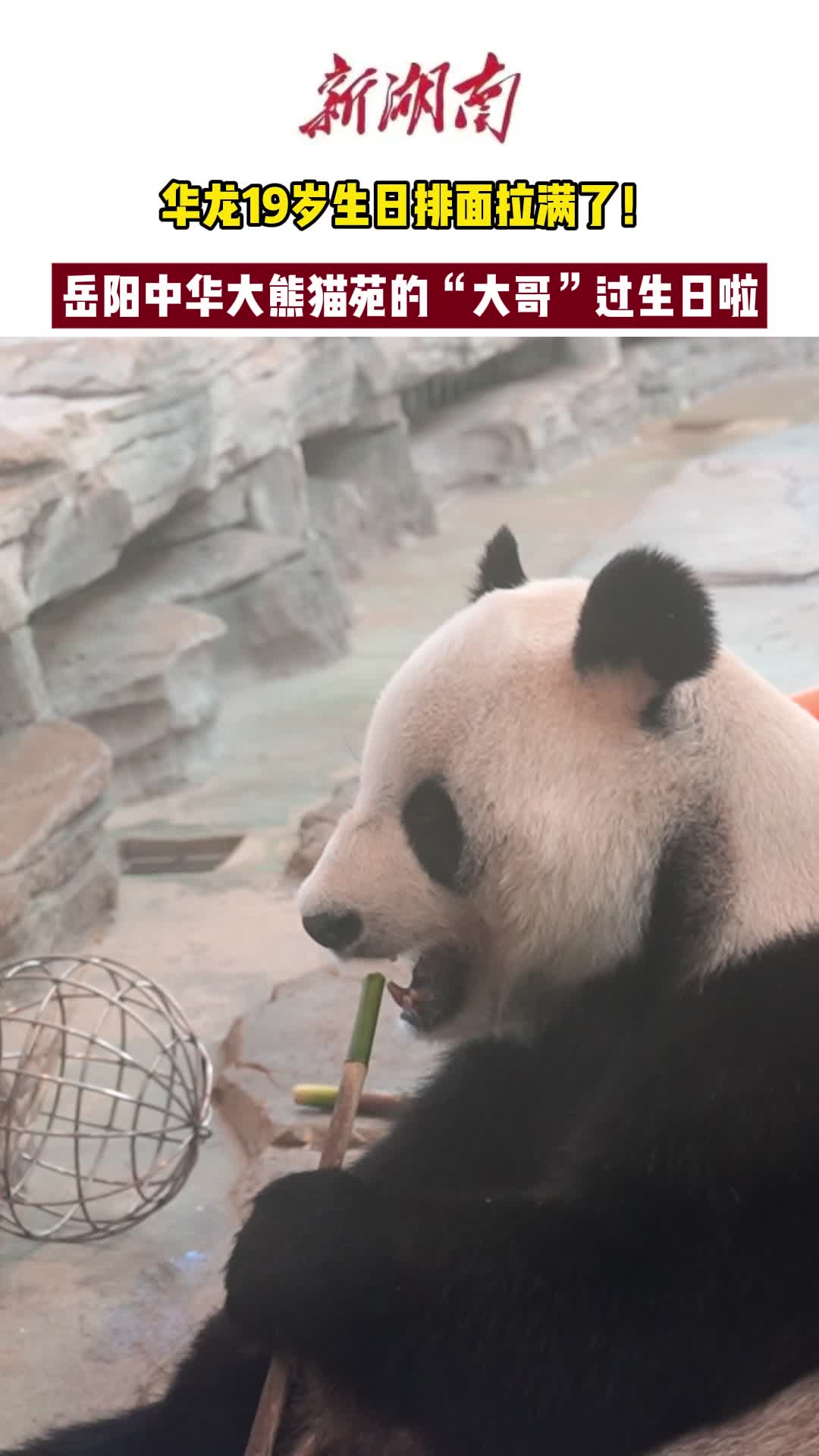 岳阳中华大熊猫苑的“大哥”过生日啦！