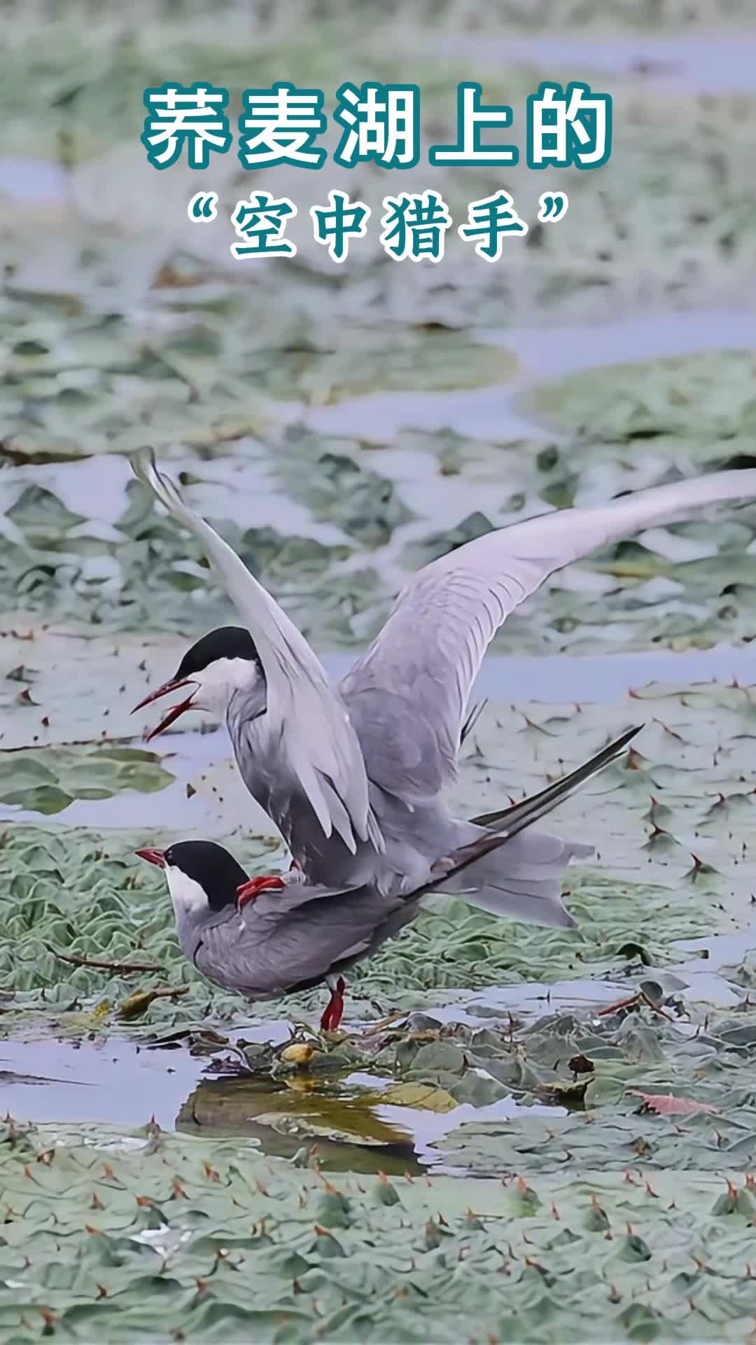 荞麦湖上的“空中猎手”