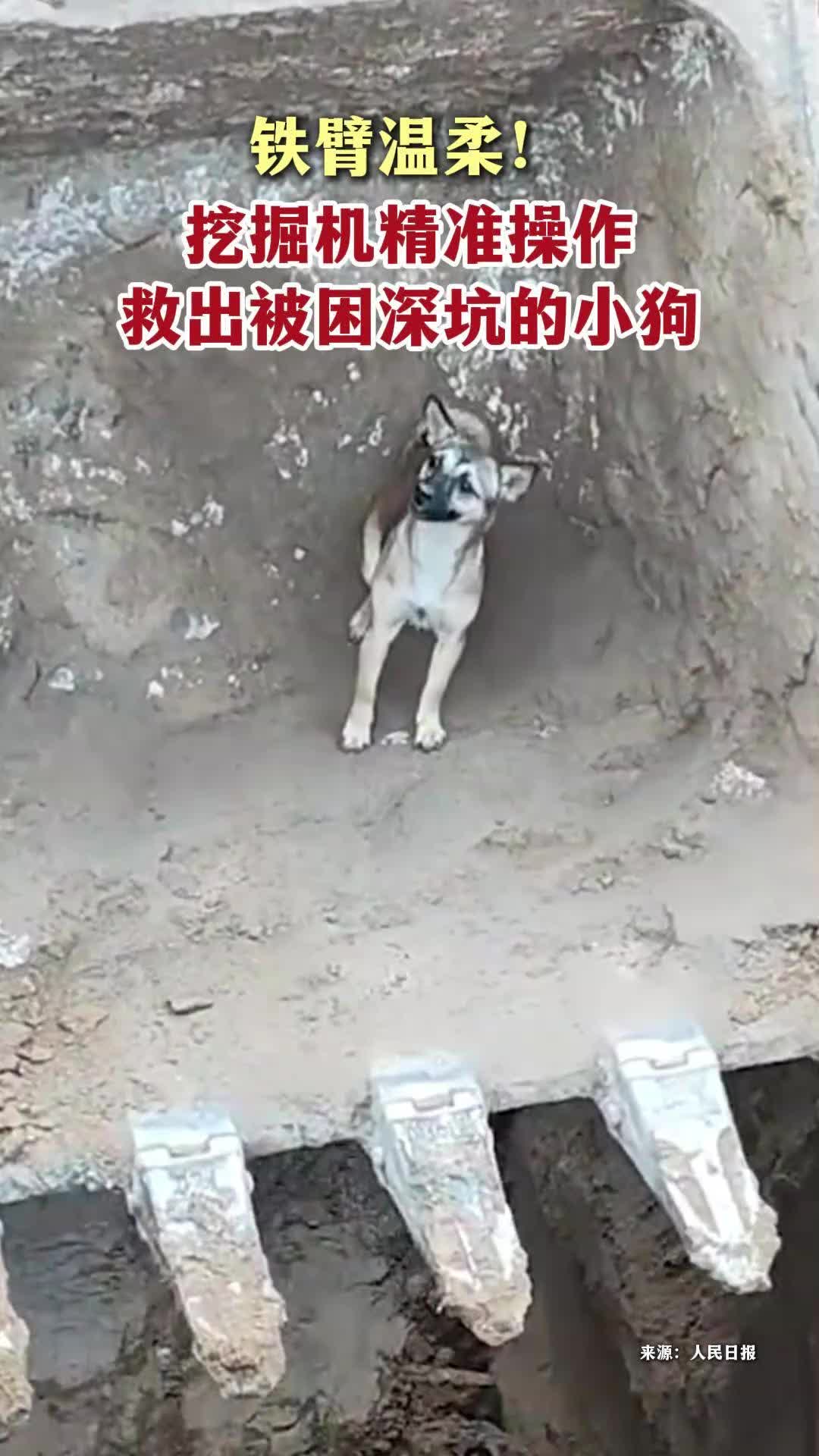 挖掘机精准操作，救出被困深坑的小狗