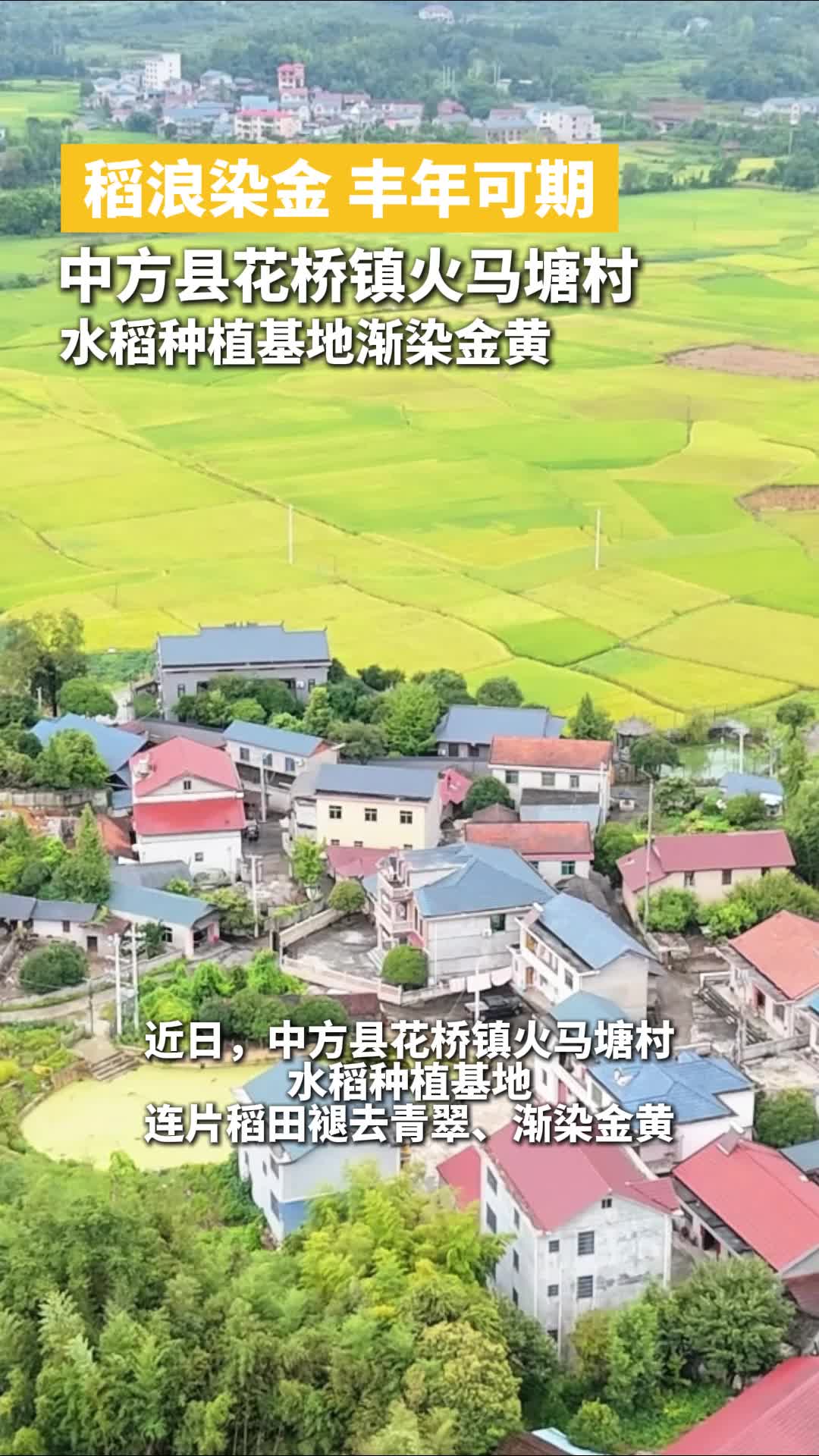 中方县火马塘村水稻种植基地渐染金黄