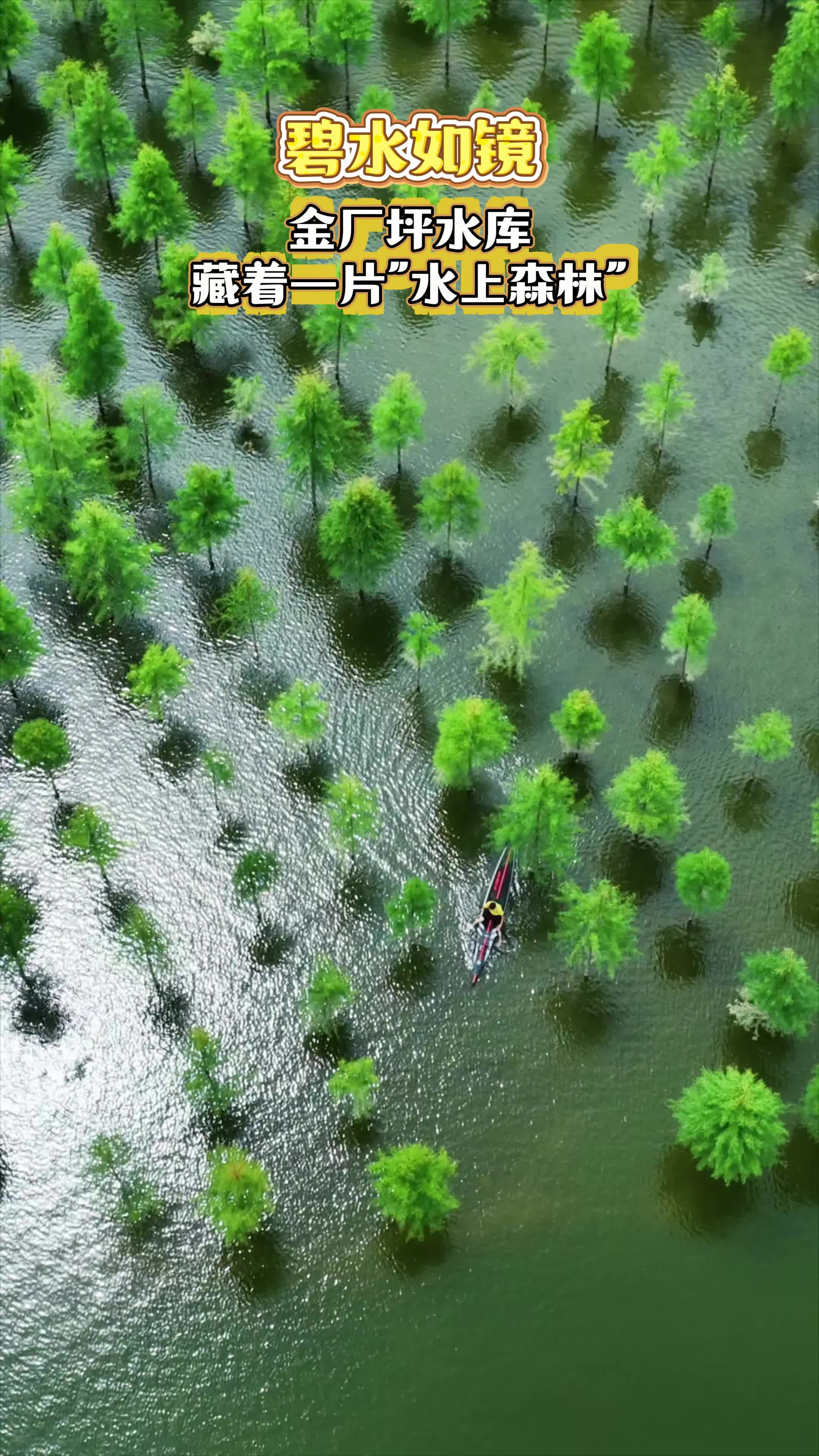 金厂坪水库，藏着一片"水上森林"