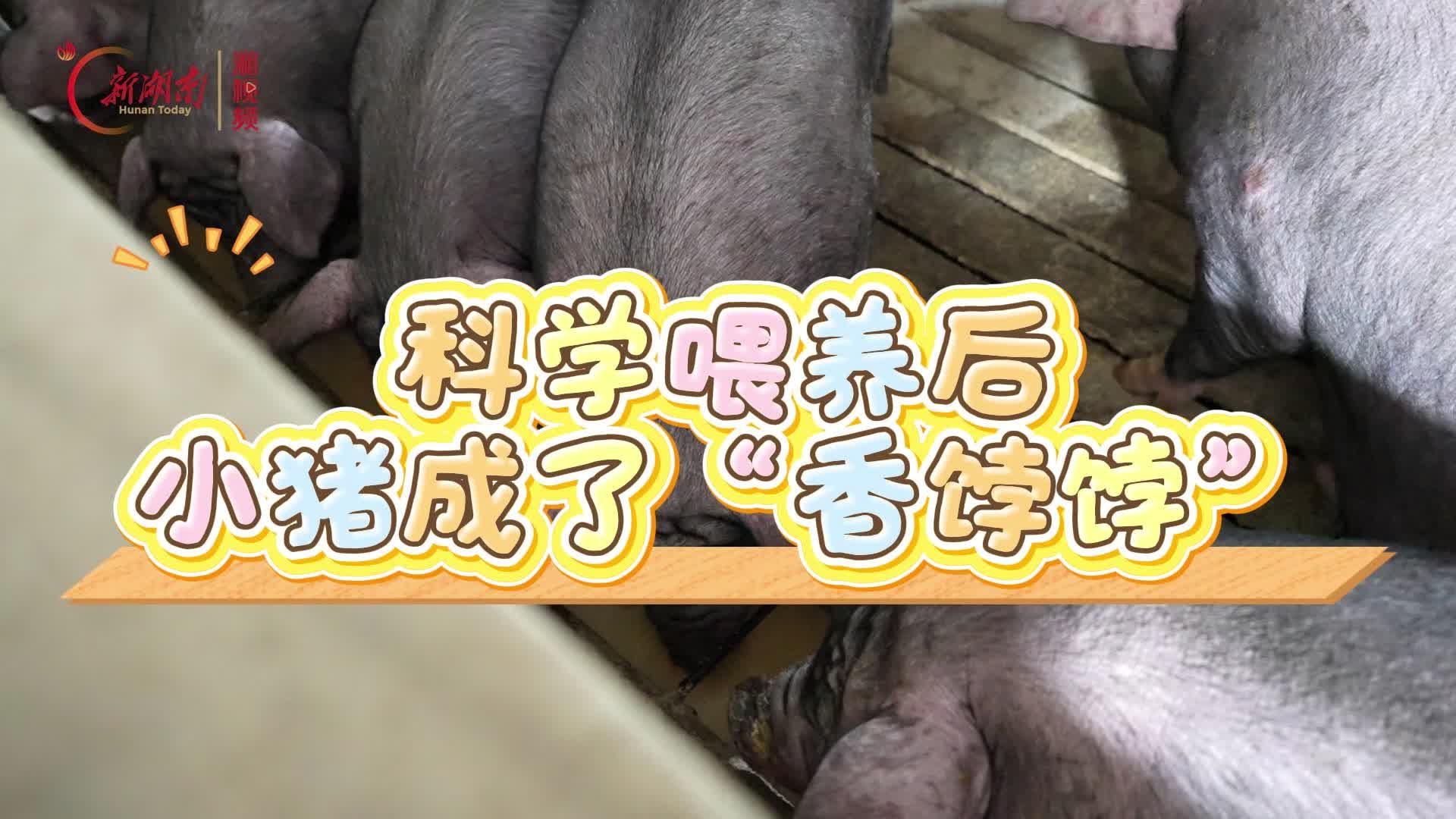 笔架山乡一家存栏5000头的生猪场闻不到异味，去年靠“绝活”获利近500万元：绿色养殖“香”在哪？