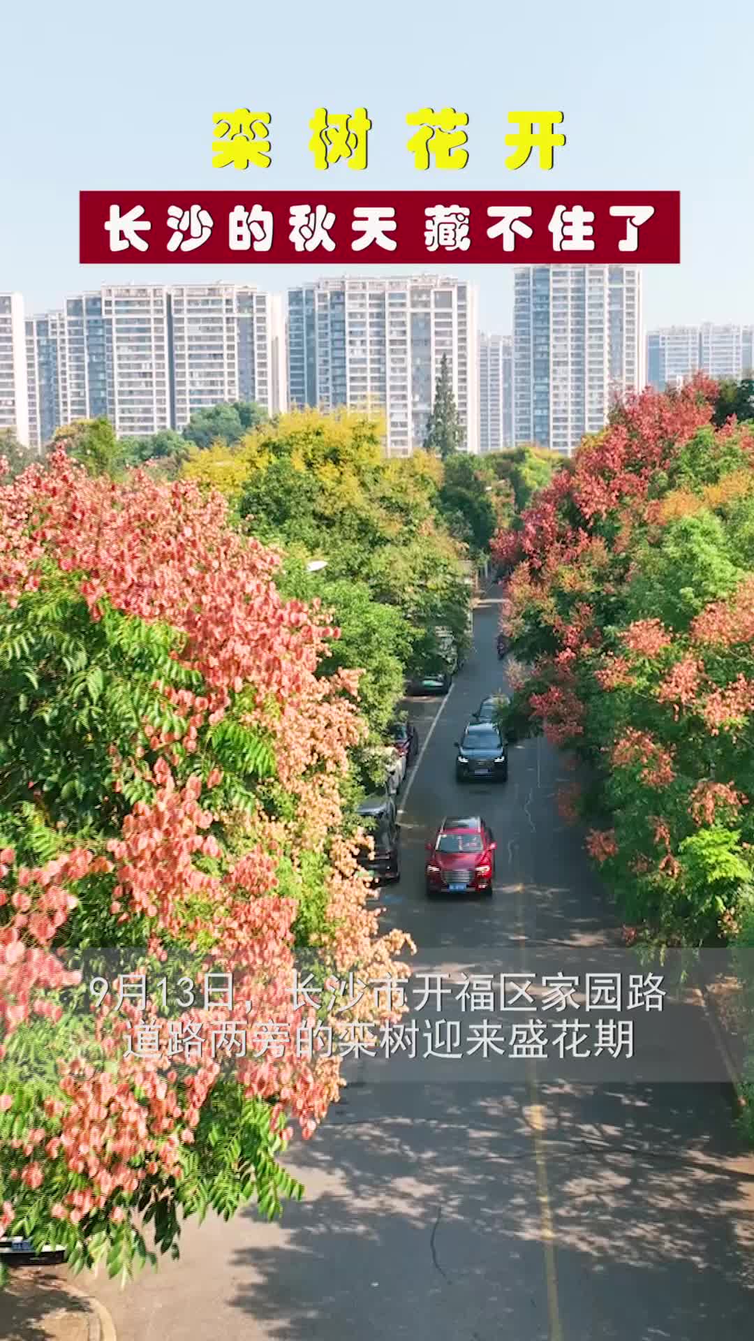栾树花开！长沙的秋天藏不住了