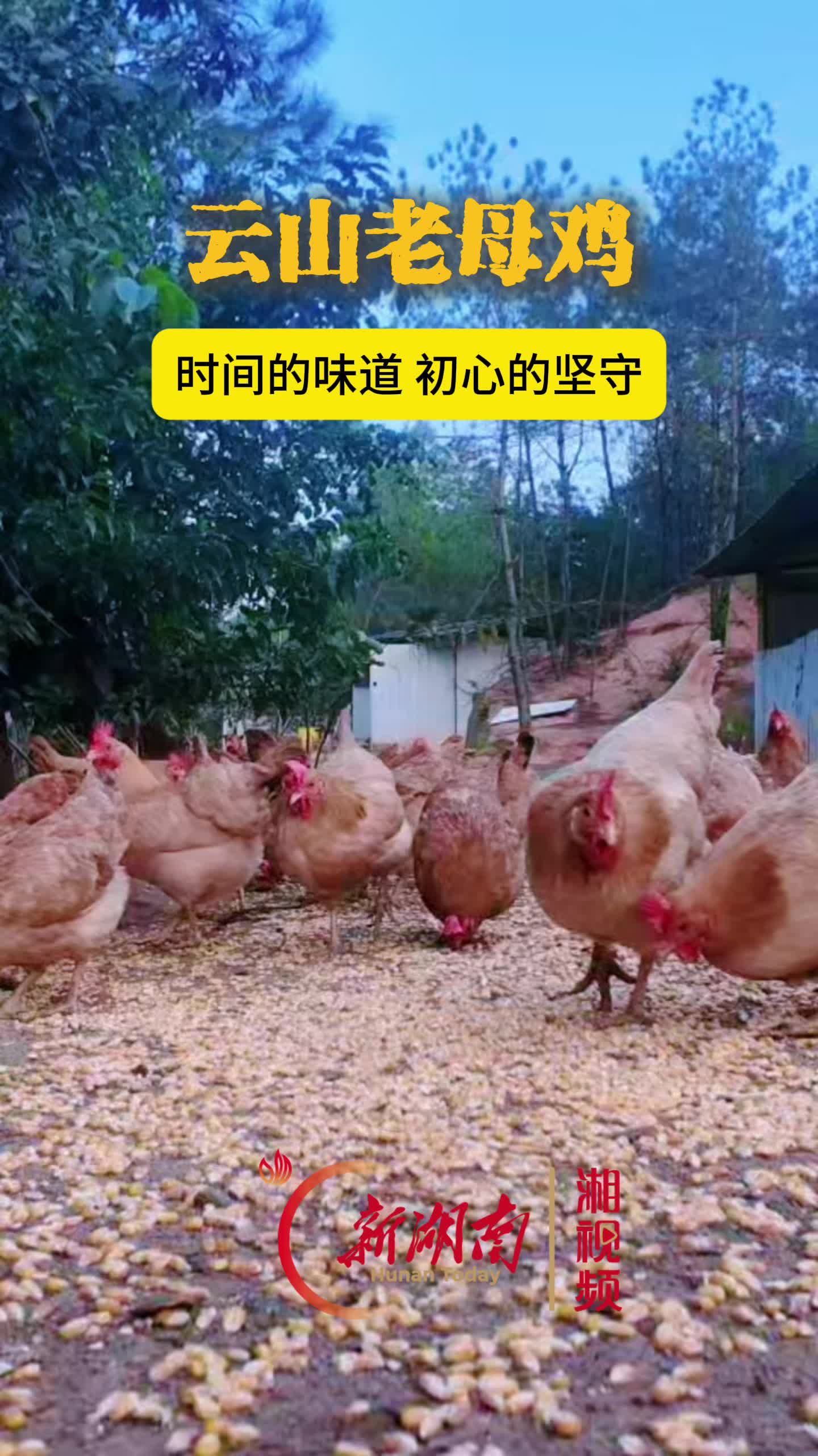 湘行点播丨一只养500天的老母鸡，到底好在哪？