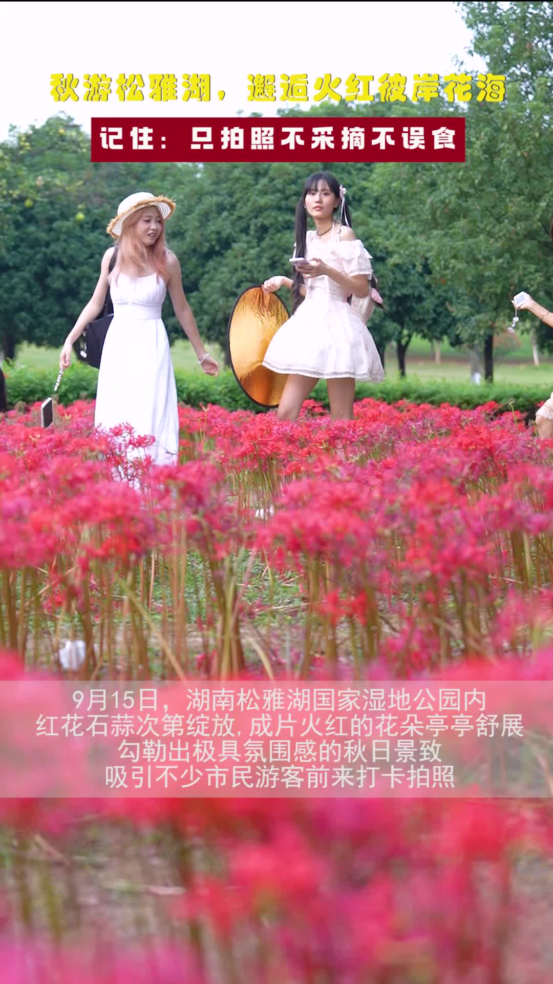 秋游松雅湖，邂逅火红彼岸花海