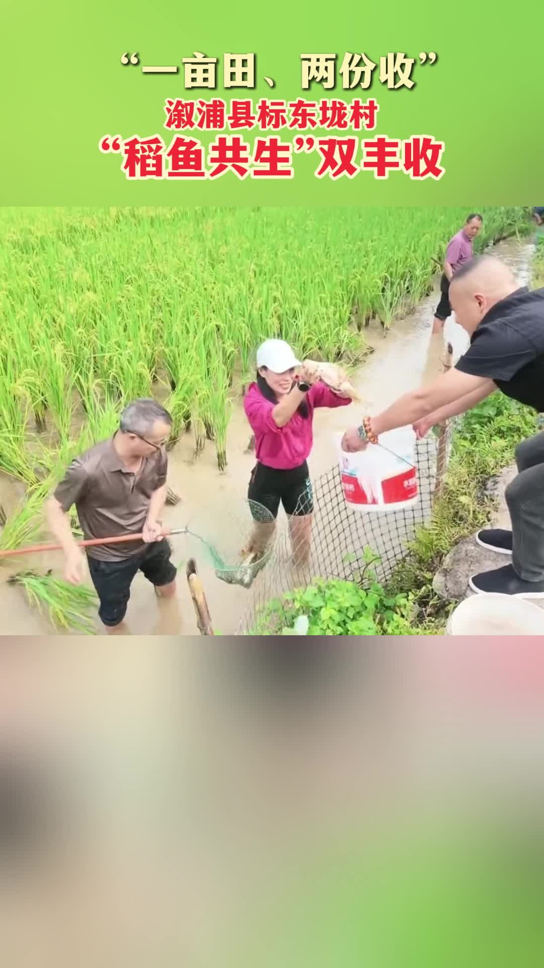 “一亩田、两份收”  溆浦县标东垅村“稻鱼共生”双丰收
