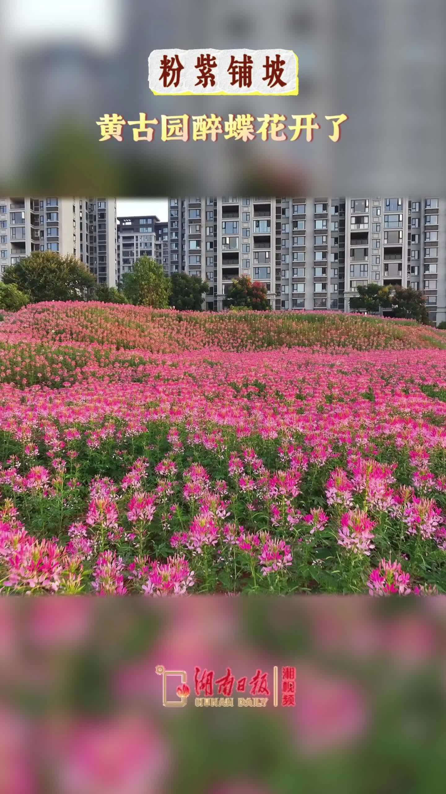 粉紫铺坡，黄古园醉蝶花开了