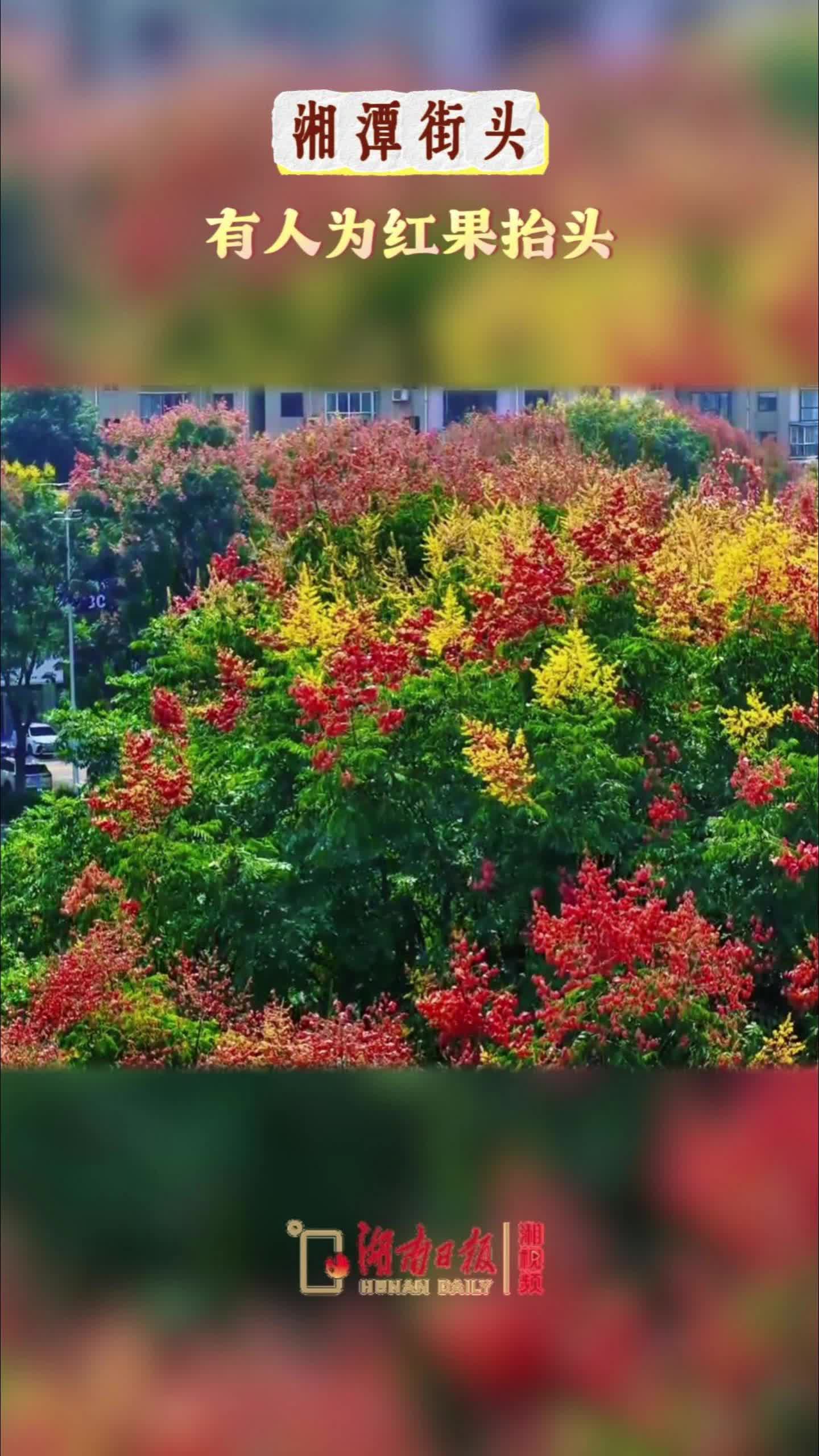 栾果垂枝！湘潭街头的秋色挡不住了