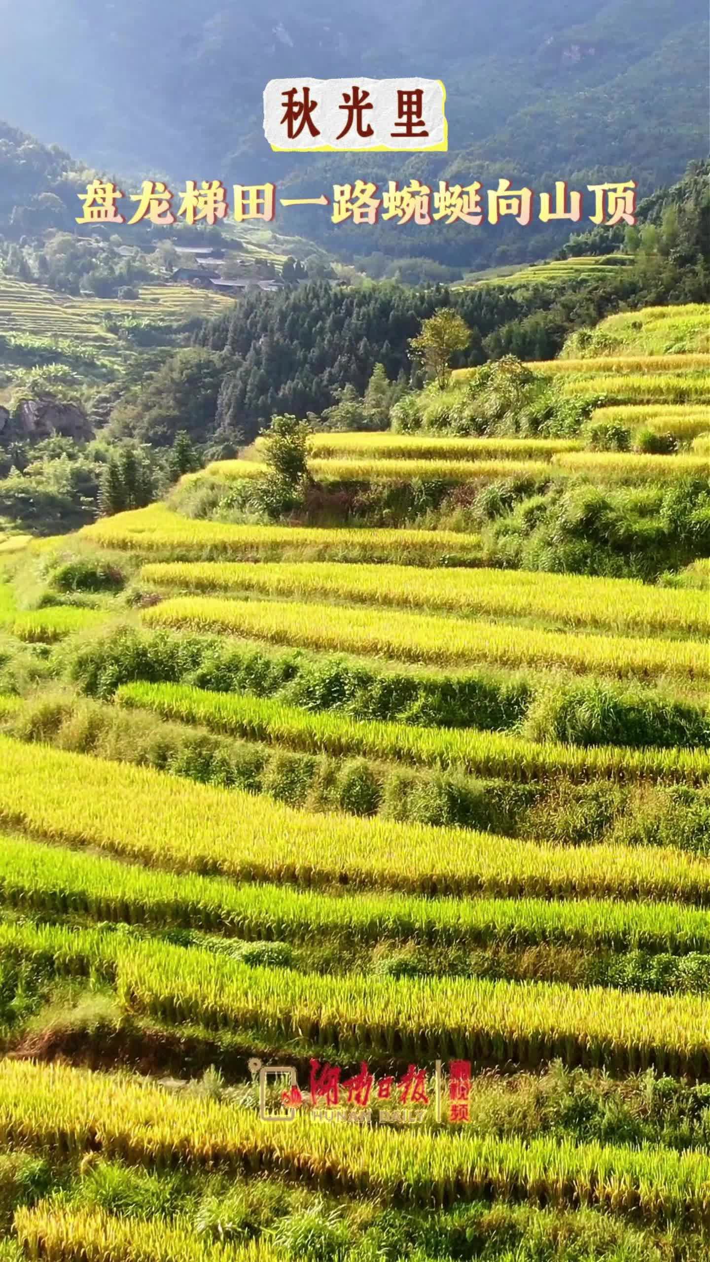 秋光里，盘龙梯田一路蜿蜒向山顶