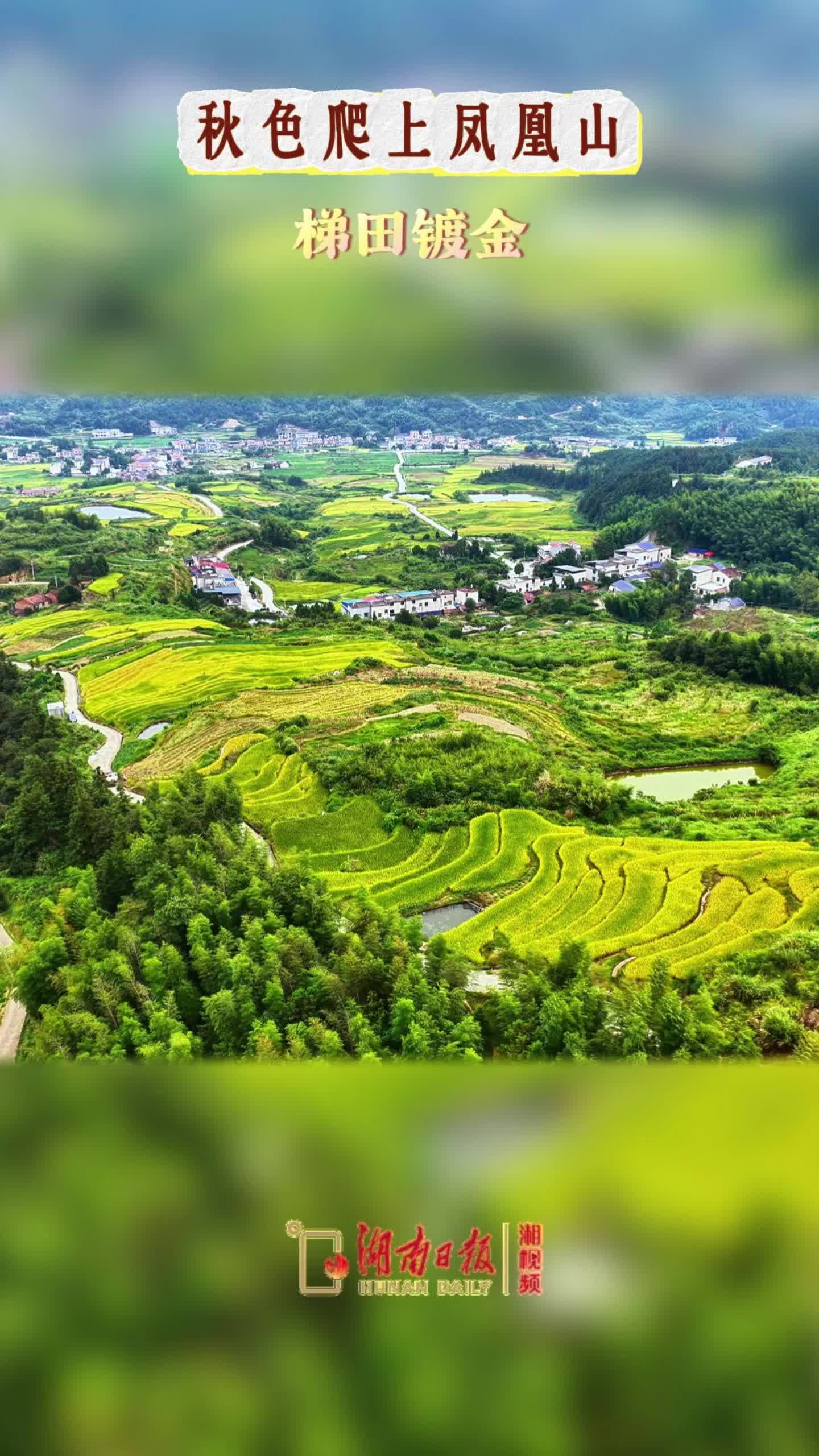 秋色爬上凤凰山，梯田镀金