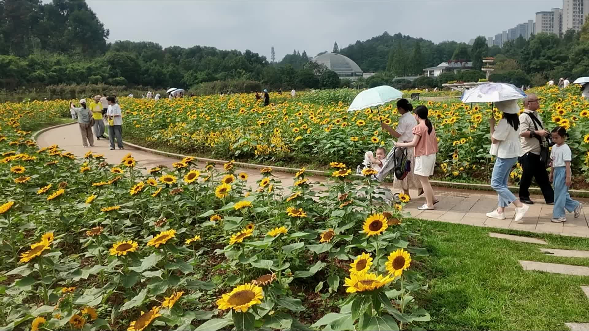 秋日向日葵花海 赴一场浪漫之约