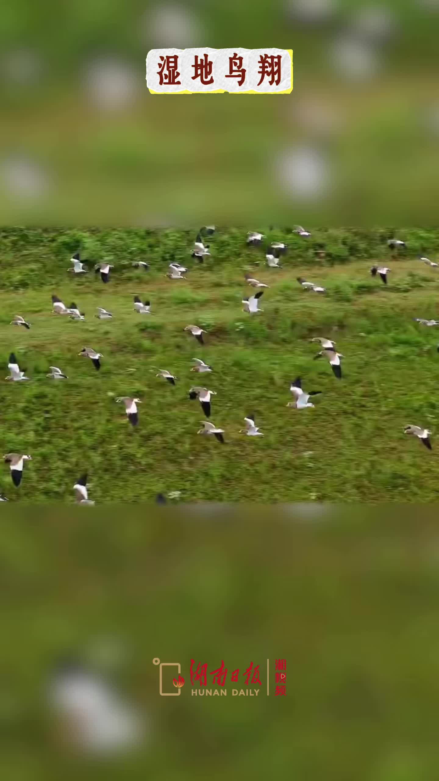 湿地鸟翔 沅水国家湿地公园水草丰美