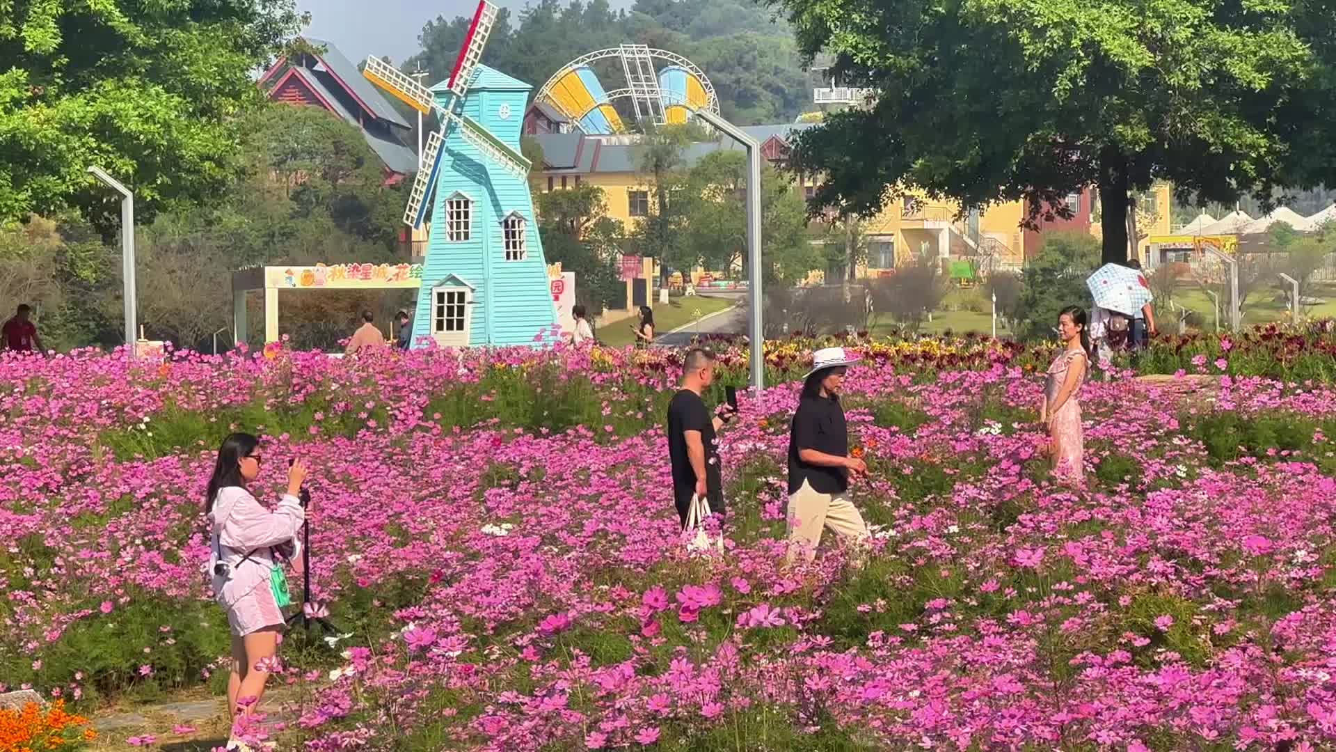 长沙这片花海藏不住了