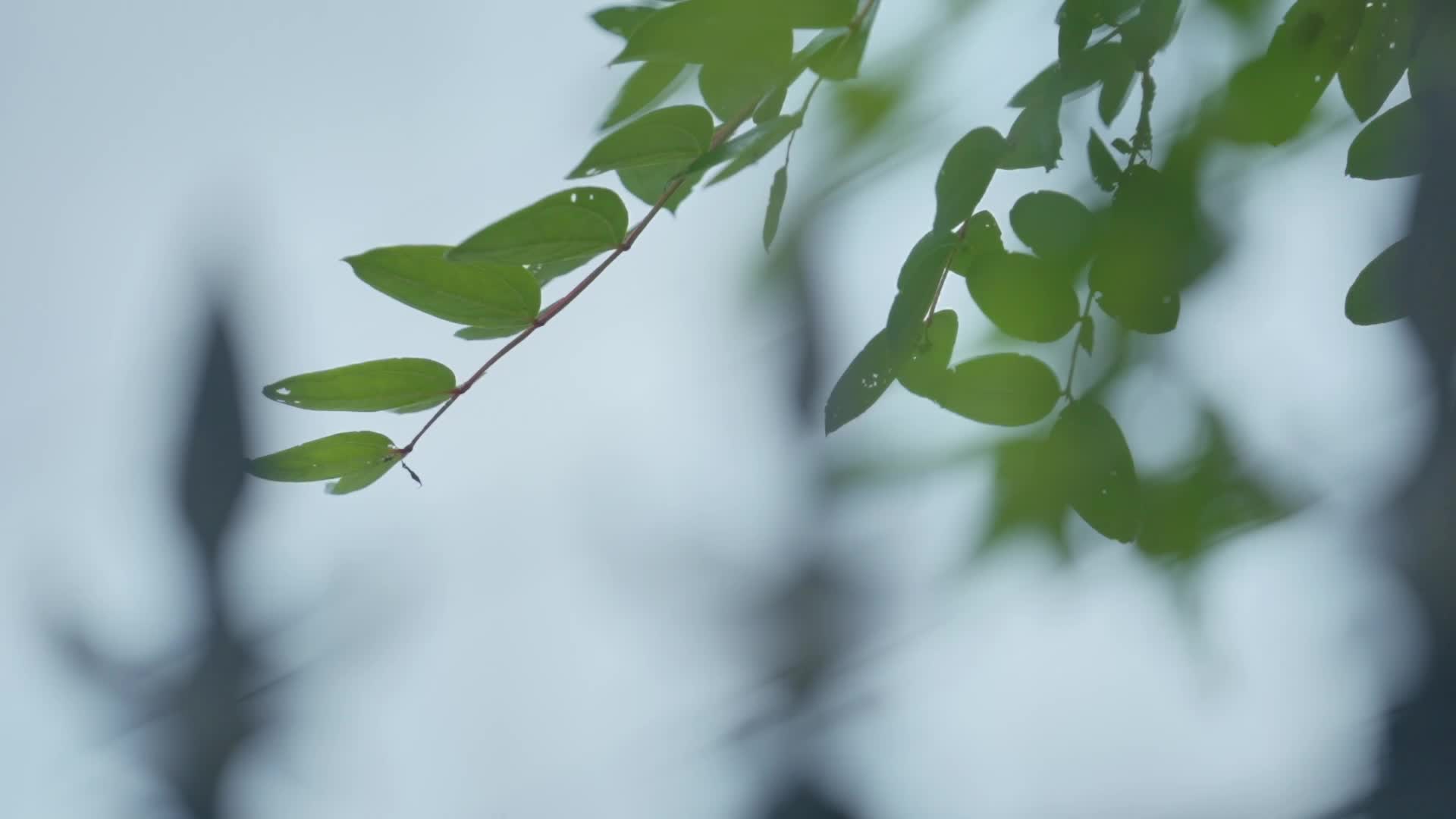 重阳节主题MV《马桑树下重阳暖》|贺晓英四十年相守，温暖洪家关光荣院老兵