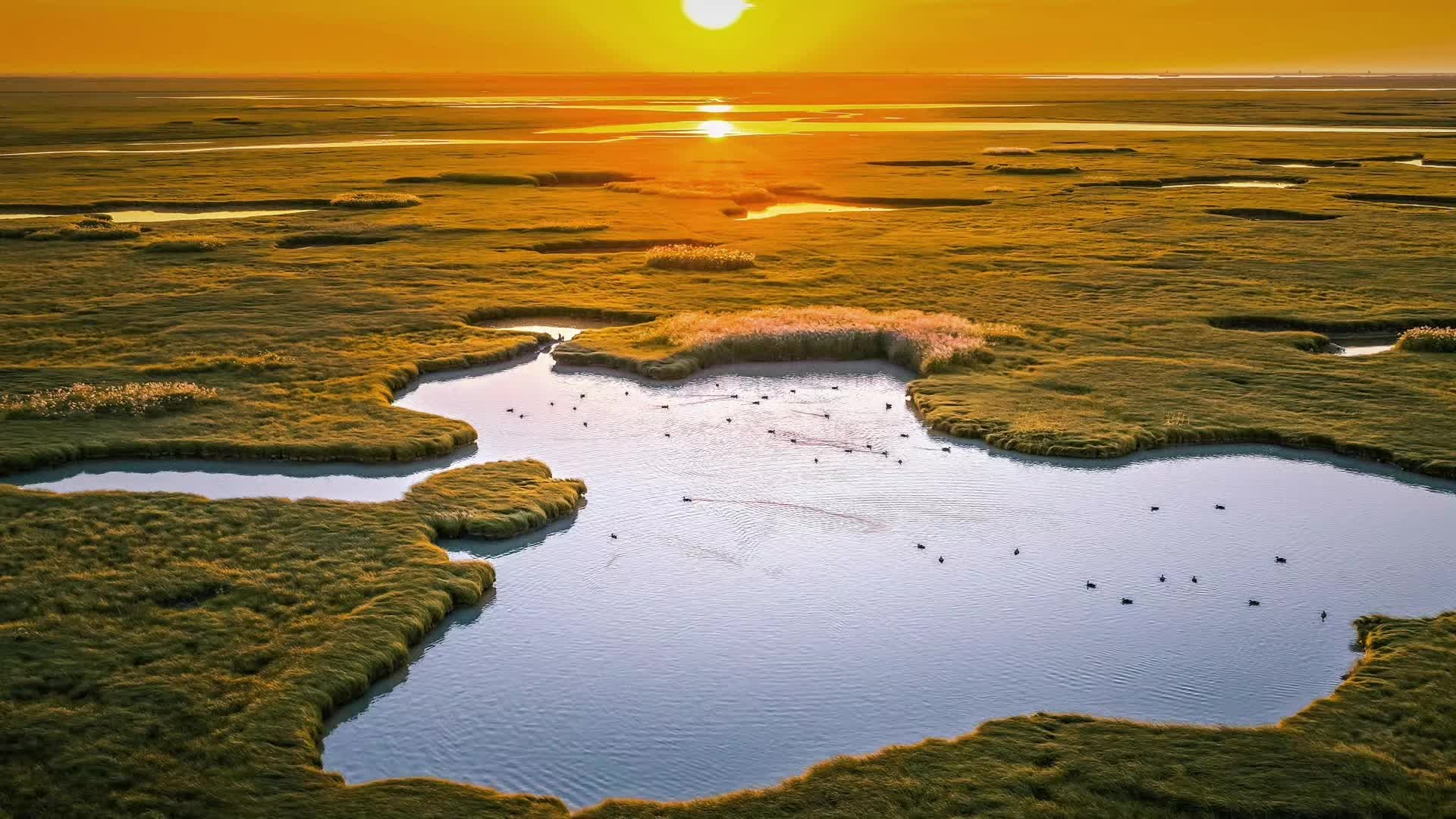 八百里洞庭——麋鹿成群，万鸟翔集
