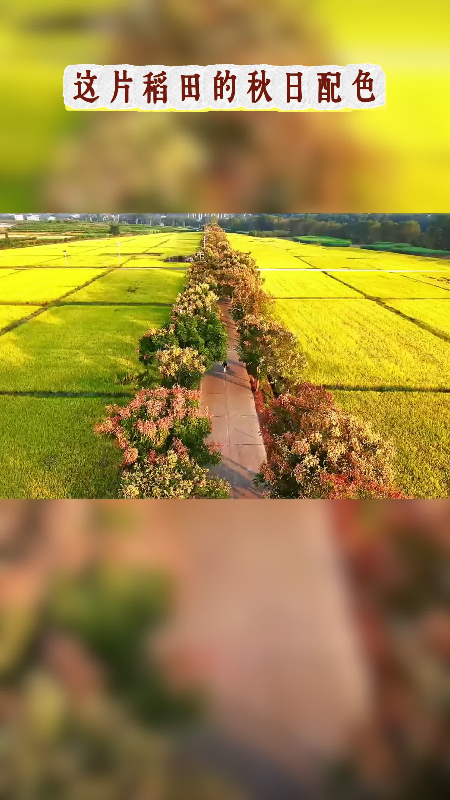 麻阳这片稻田的秋日配色太温柔了