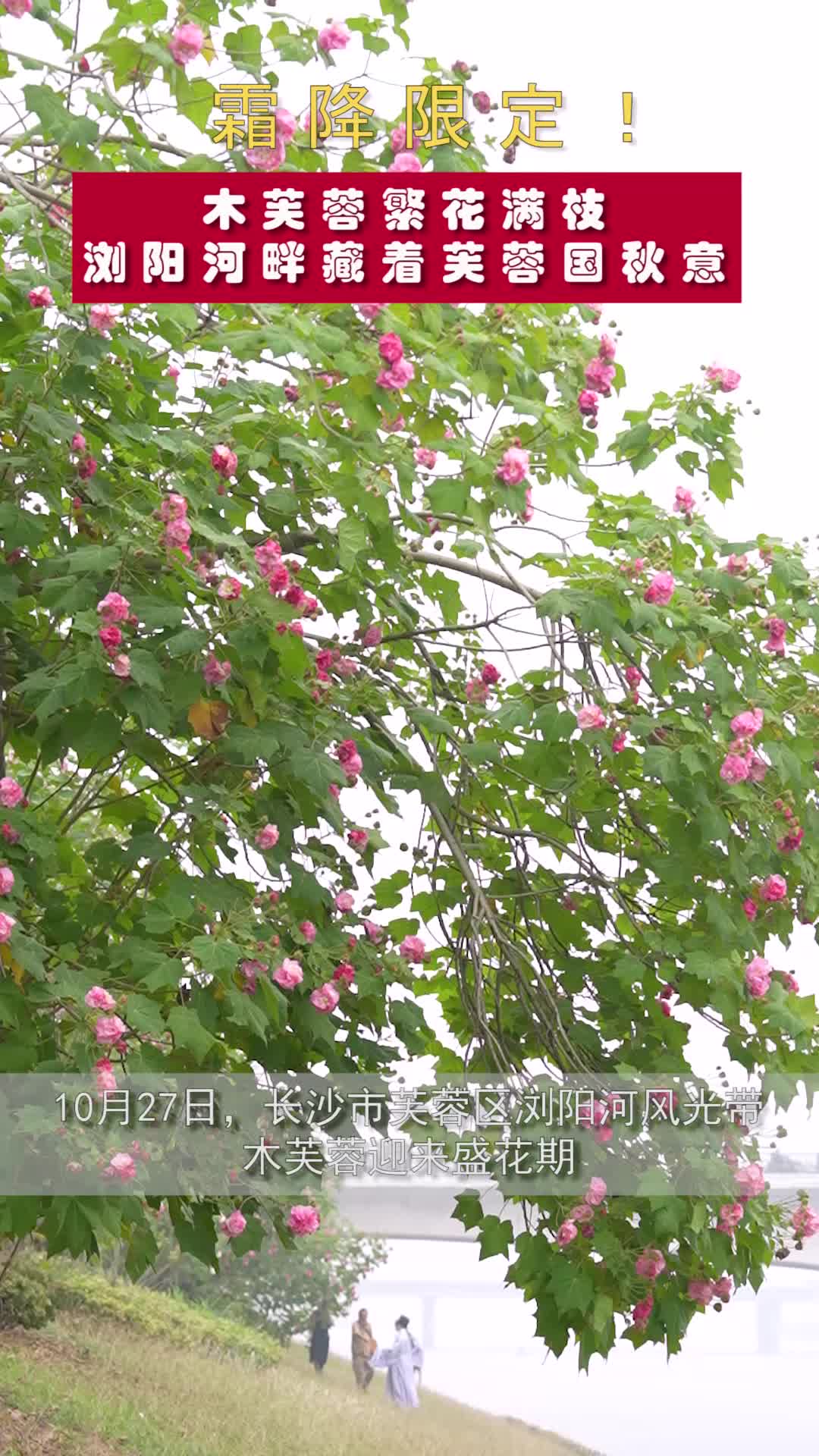 霜降限定！木芙蓉繁花满枝，浏阳河畔藏着芙蓉国秋意