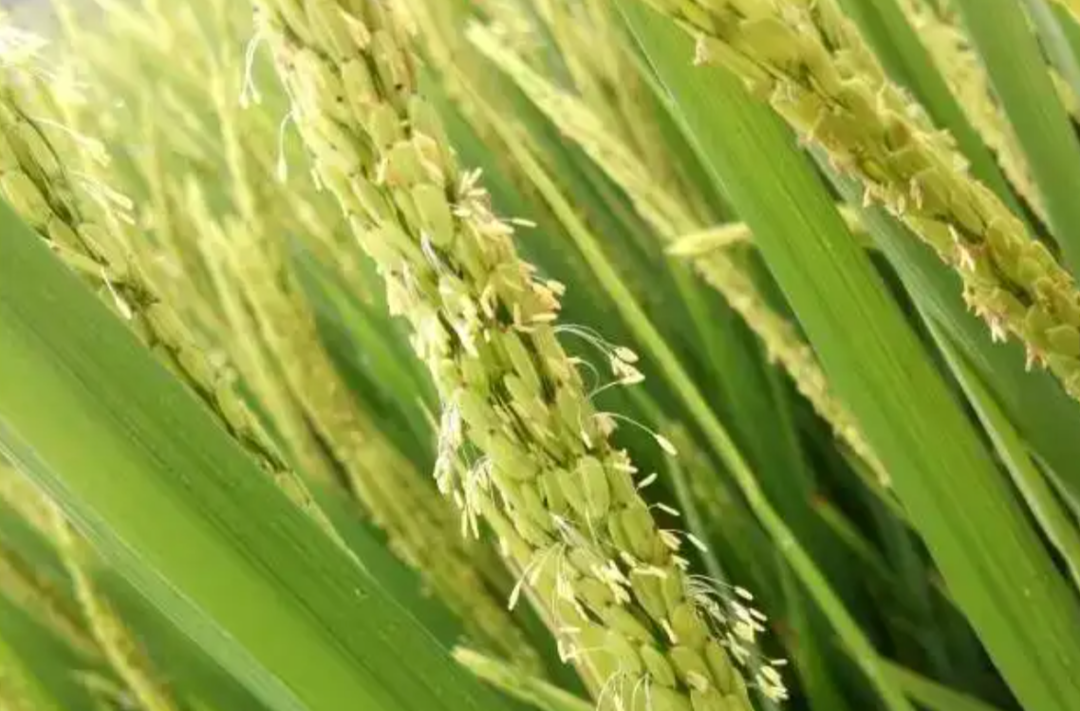 持續高溫，如何減少水稻高溫熱害？這份技術指南請收好