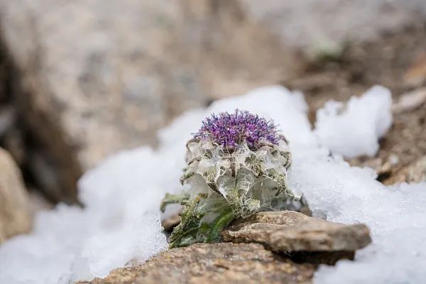 水母雪兔子图片大全图片