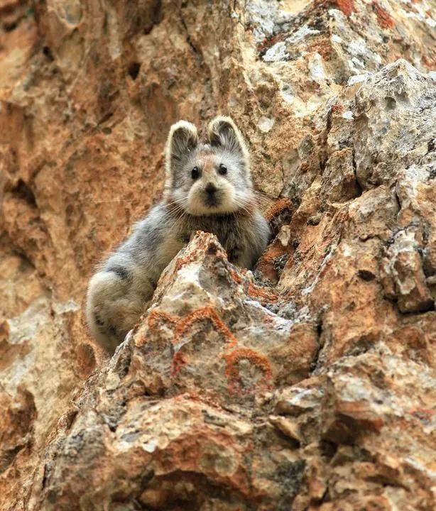 间的高寒地带伊犁鼠兔喜欢栖息于它长得很像泰迪狗也有人觉得耳朵最大