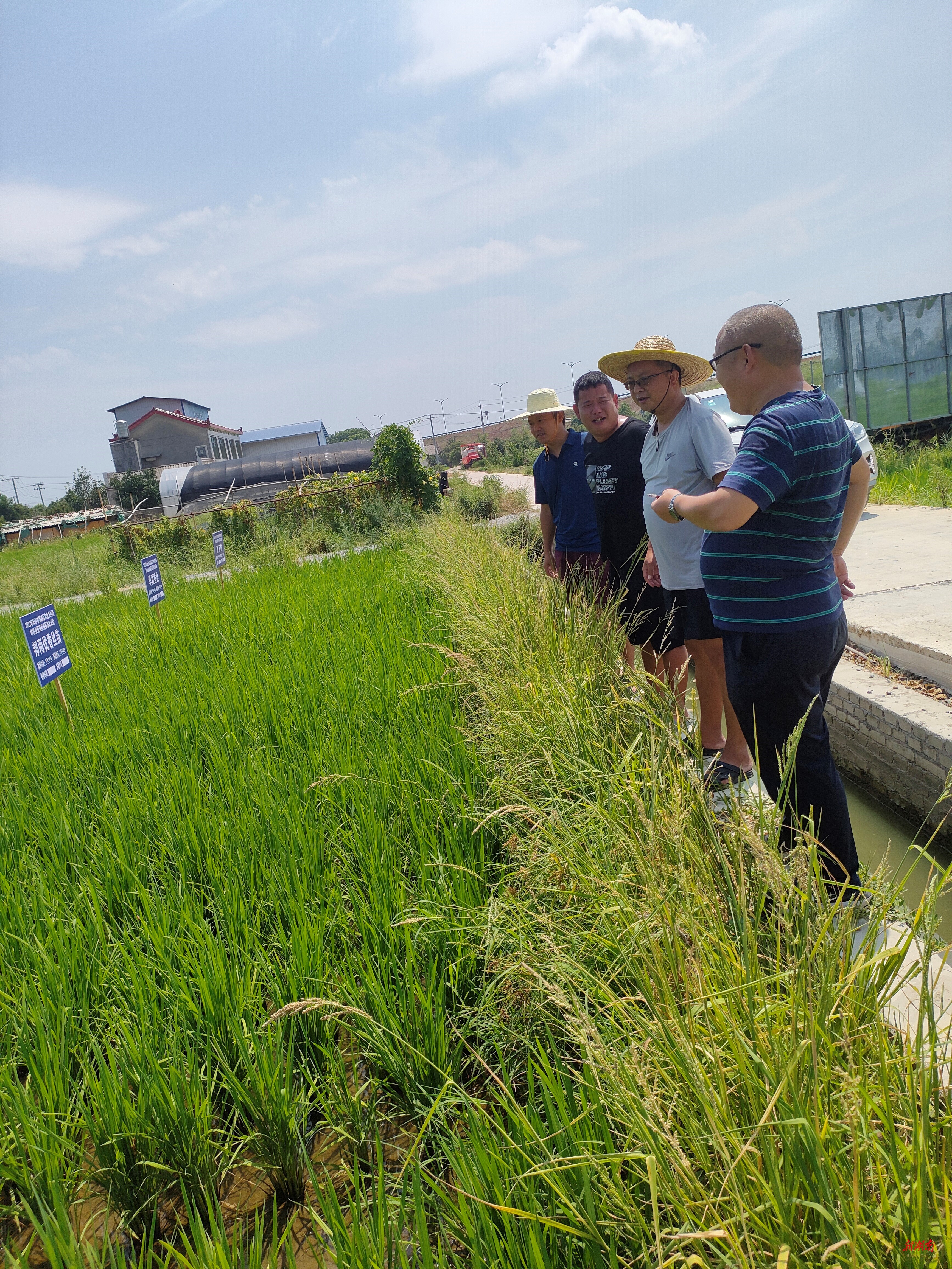 三湘大地受"烤"验,湖南省农科专家现场送"锦囊"